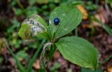 Paris quadrifolia. Верхушка плодоносящего растения с повреждёнными листьями. Московская обл., Волоколамский гор. округ, долина р. Каменка, смешанный лес. 17.08.2024.