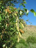 Betula tianschanica