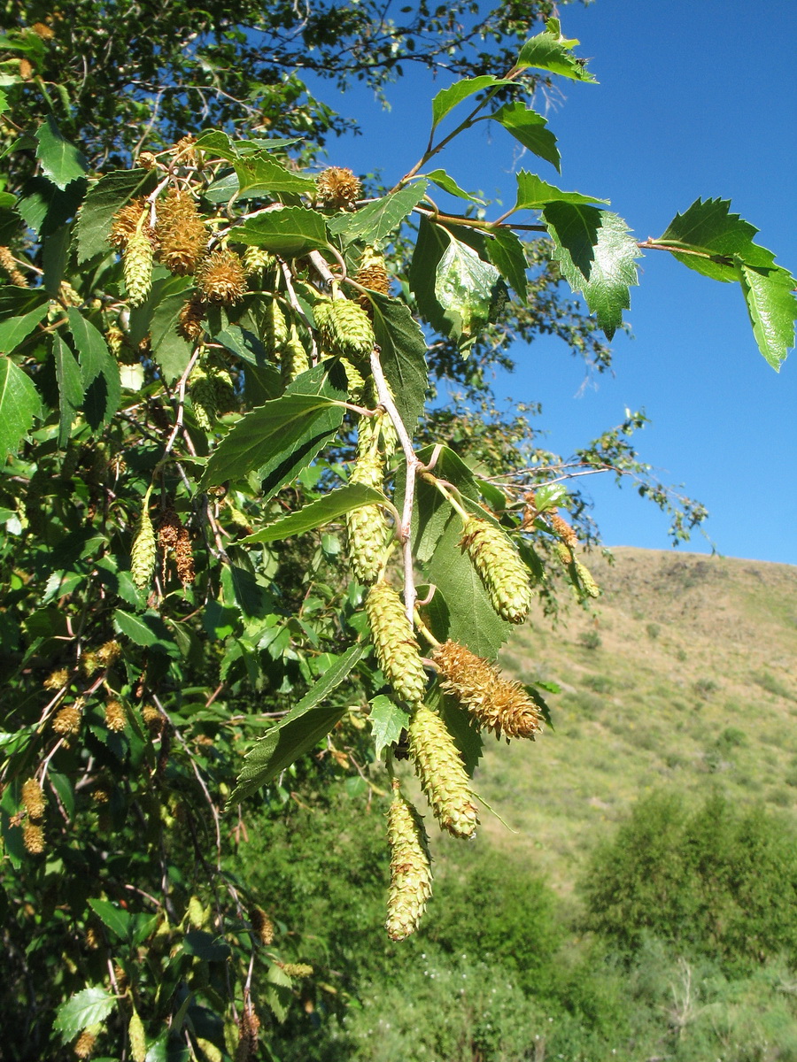 Изображение особи Betula tianschanica.