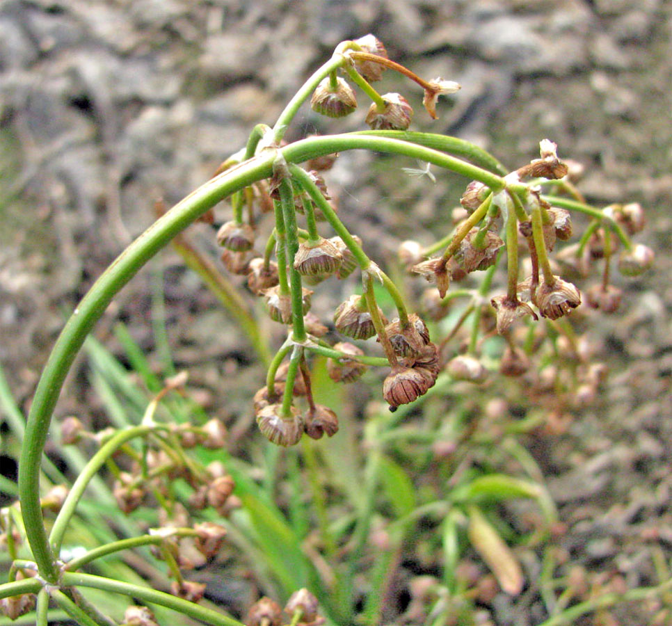 Image of Alisma gramineum specimen.