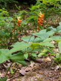 Lathyrus aureus