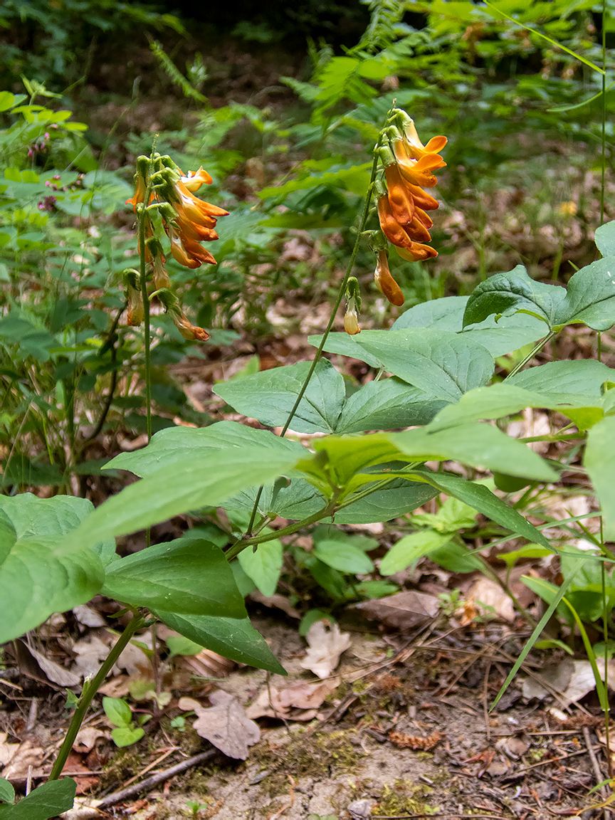 Изображение особи Lathyrus aureus.