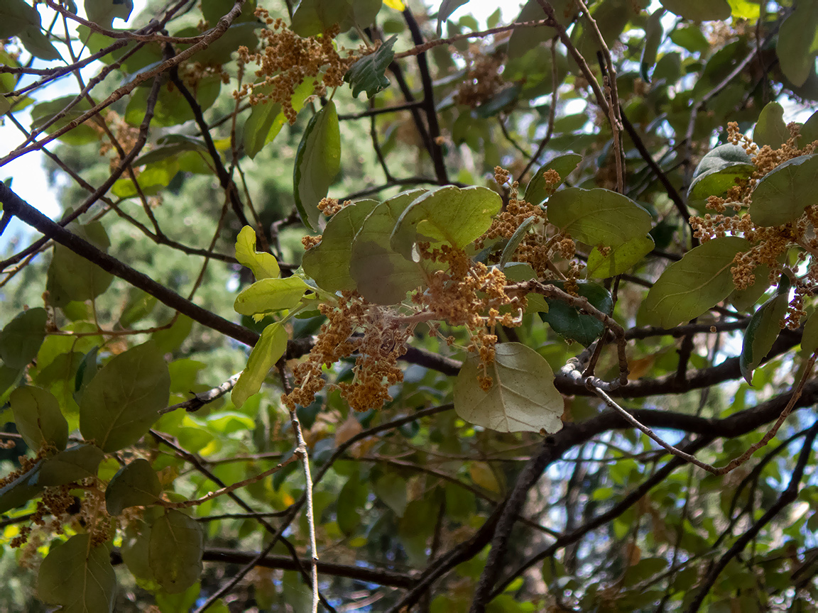 Image of Quercus suber specimen.