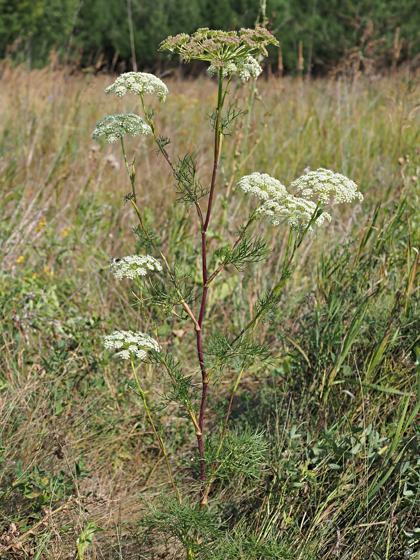 Image of Seseli annuum specimen.