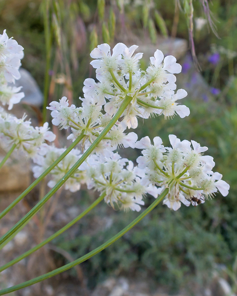 Изображение особи семейство Apiaceae.