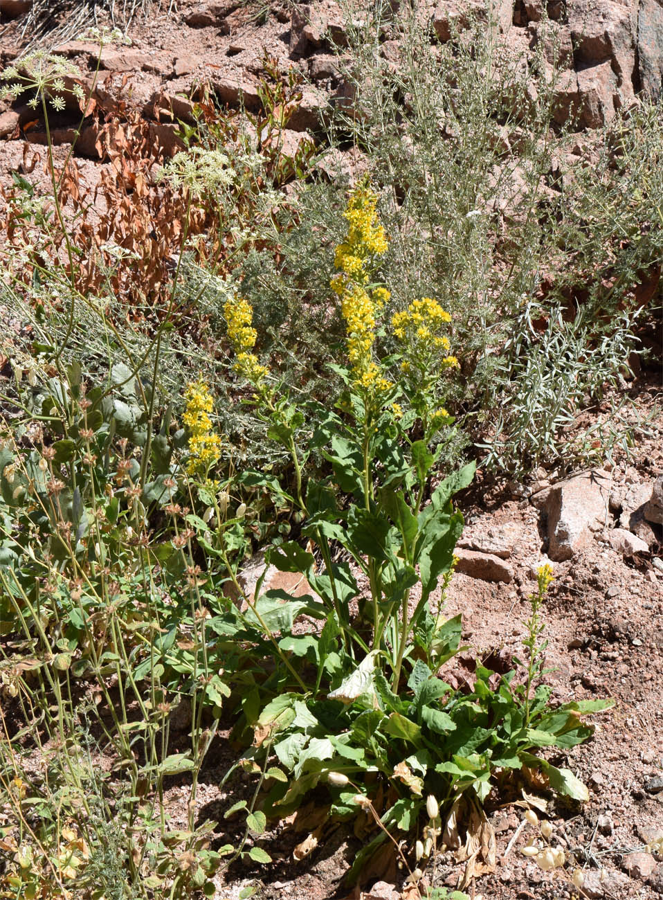 Image of Solidago virgaurea ssp. dahurica specimen.