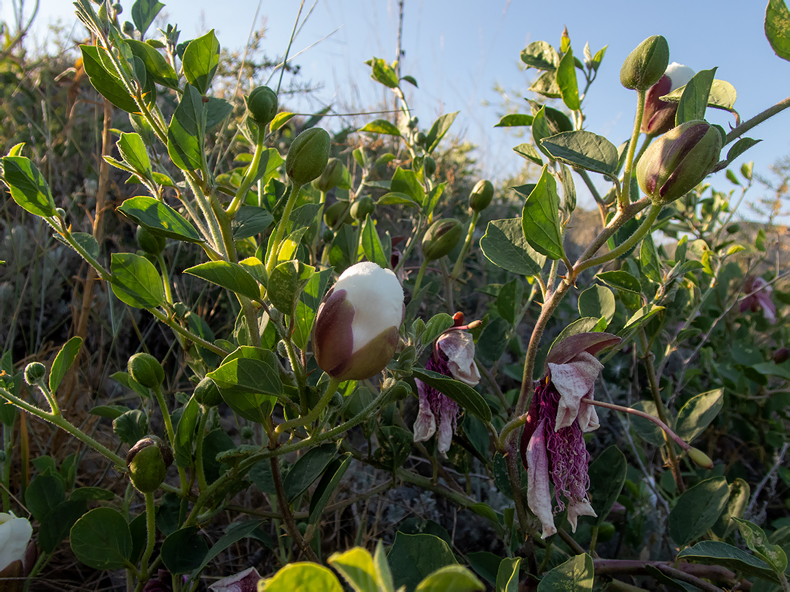 Изображение особи Capparis herbacea.