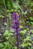 род Dactylorhiza. Соцветие. Чечня, Шаройский р-н, окр. с. Хакмадой, выс. ок. 1700 м н.у.м., начало уходящей через лес в сторону хутора Хочелдой дороги, щебнистая обочина дороги. 2 июля 2024 г.