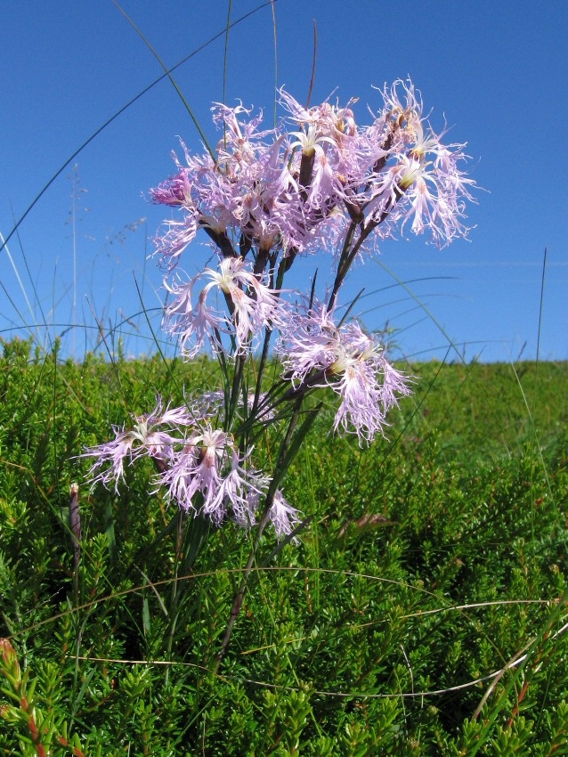 Image of Dianthus superbus specimen.