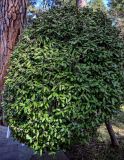Elaeagnus pungens