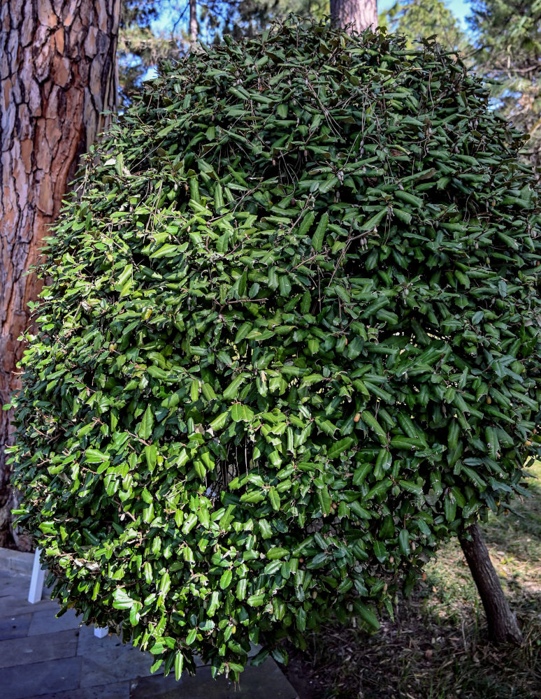 Image of Elaeagnus pungens specimen.