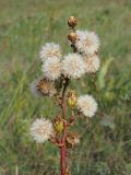View full-size image Senecio paucifolius