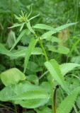 Pedicularis resupinata