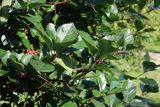 View full-size image Crataegus persimilis