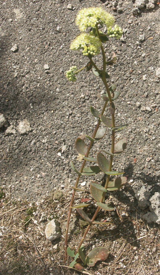 Image of Hylotelephium ruprechtii specimen.