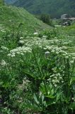 View full-size image genus Heracleum