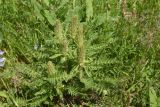 View full-size image Pedicularis sibthorpii