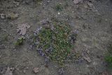 View full-size image genus Astragalus
