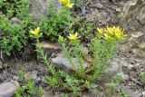 View full-size image Hypericum orientale