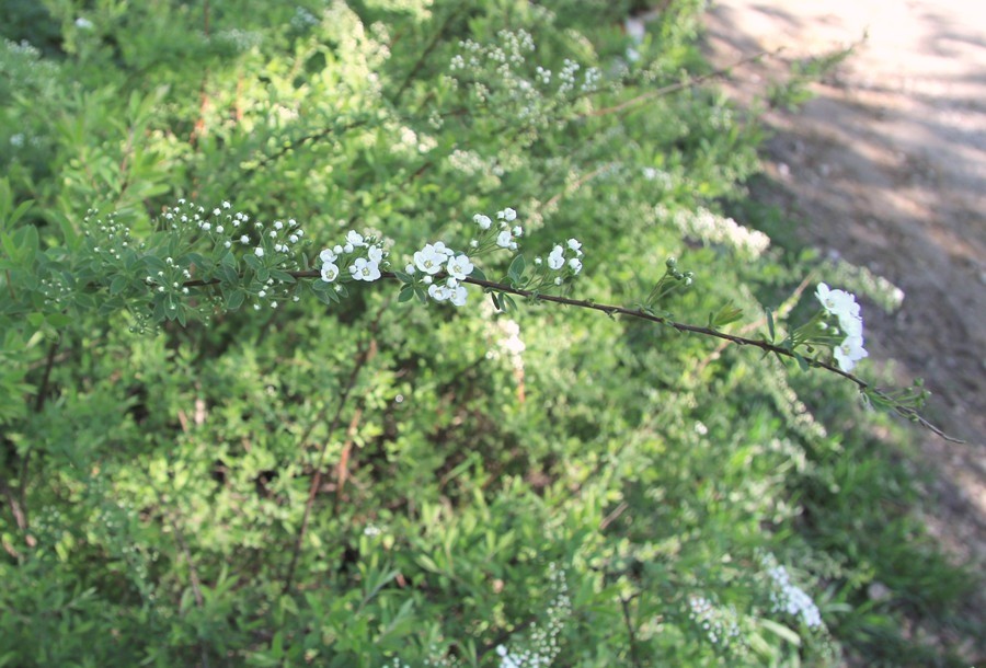 Изображение особи Spiraea &times; cinerea.