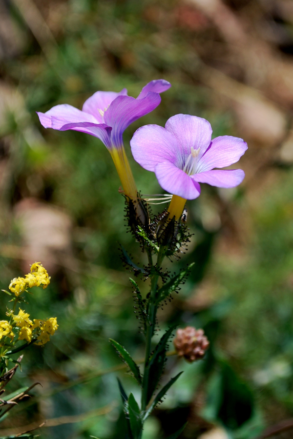 Image of Linum olgae specimen.