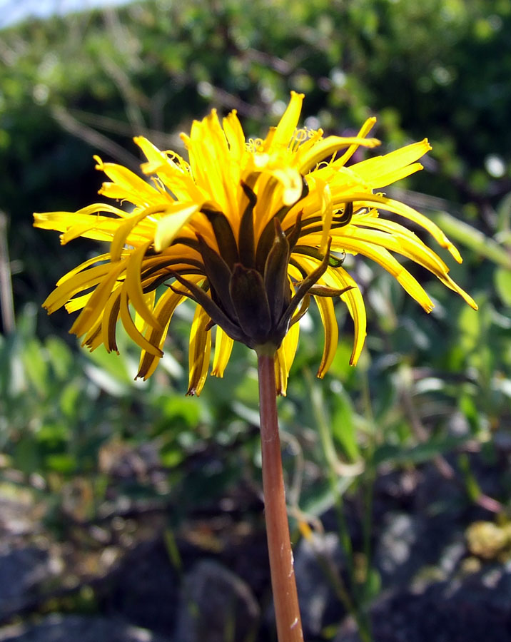 Image of Taraxacum nivale specimen.