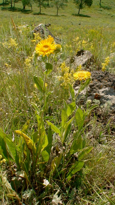 Image of Inula auriculata specimen.