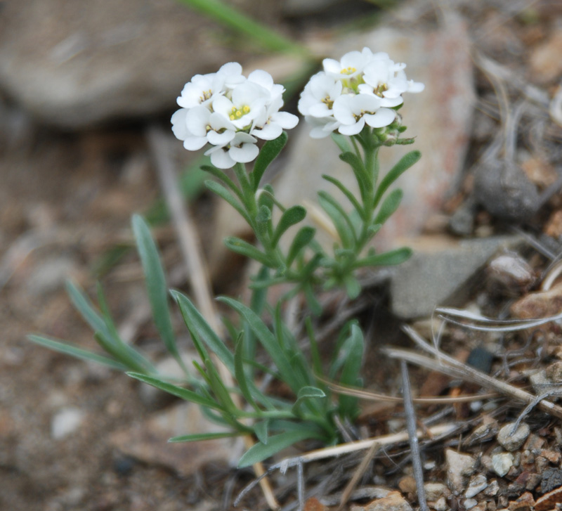 Изображение особи Ptilotrichum tenuifolium.