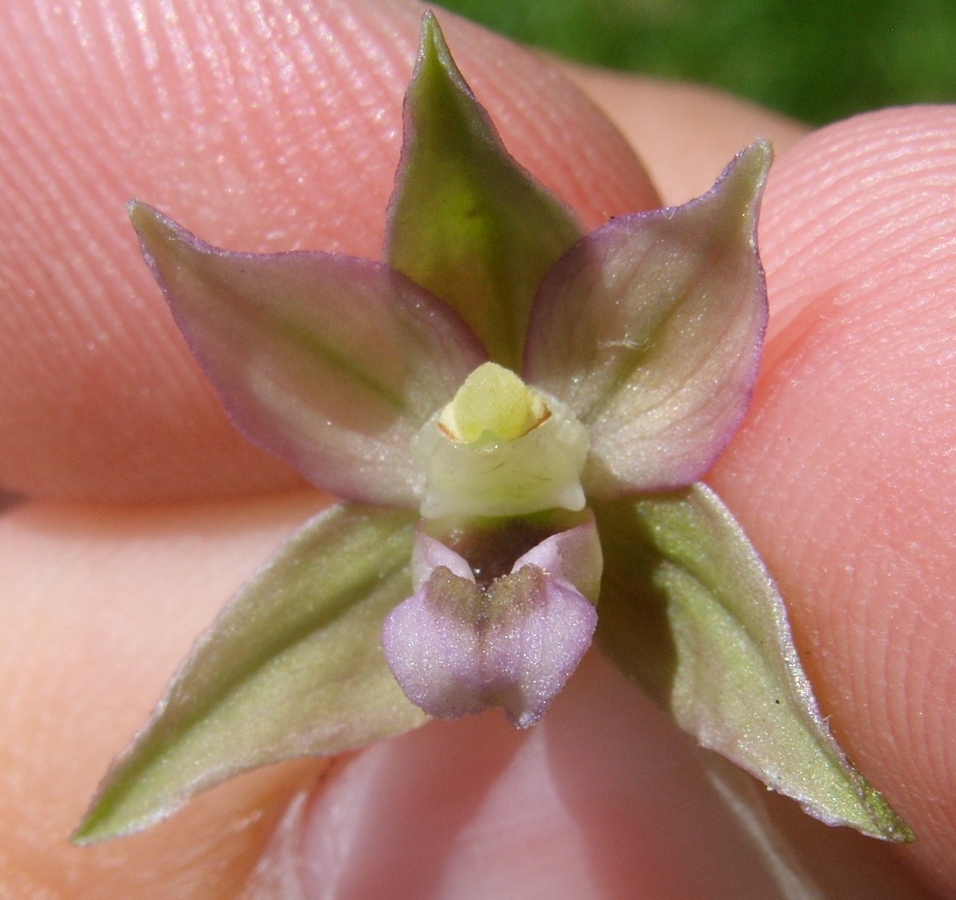 Image of Epipactis helleborine specimen.