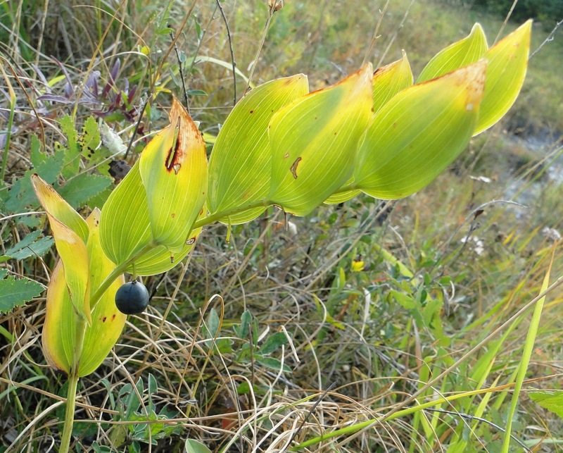 Image of Polygonatum odoratum specimen.