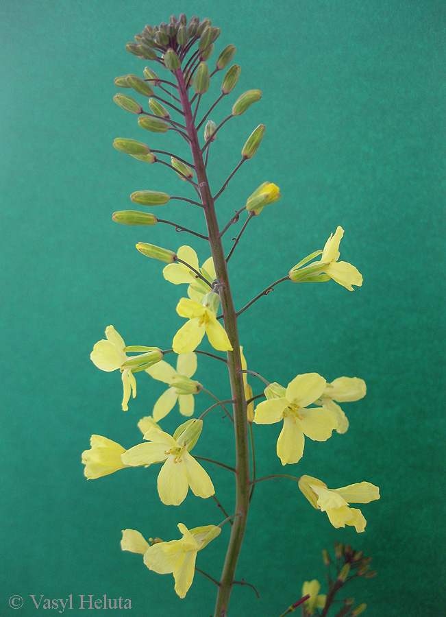 Image of Brassica oleracea var. viridis specimen.