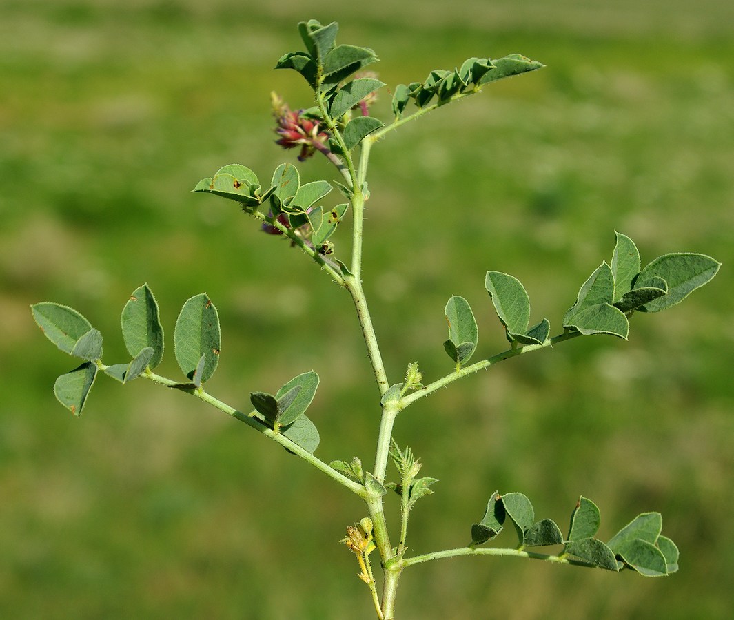 Изображение особи Glycyrrhiza aspera.