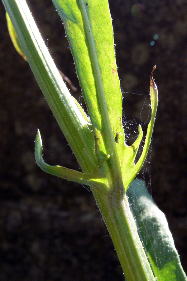 Image of Crepis tectorum specimen.