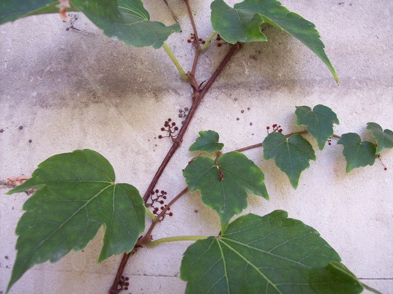 Image of Parthenocissus tricuspidata specimen.