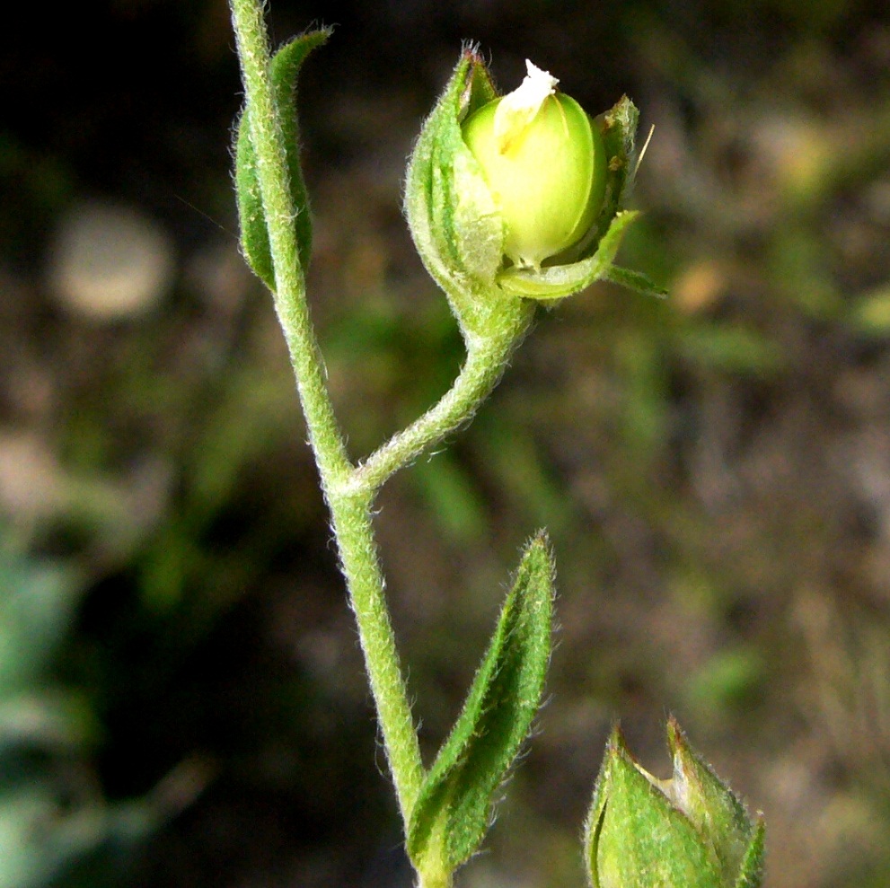 Image of Helianthemum ledifolium specimen.