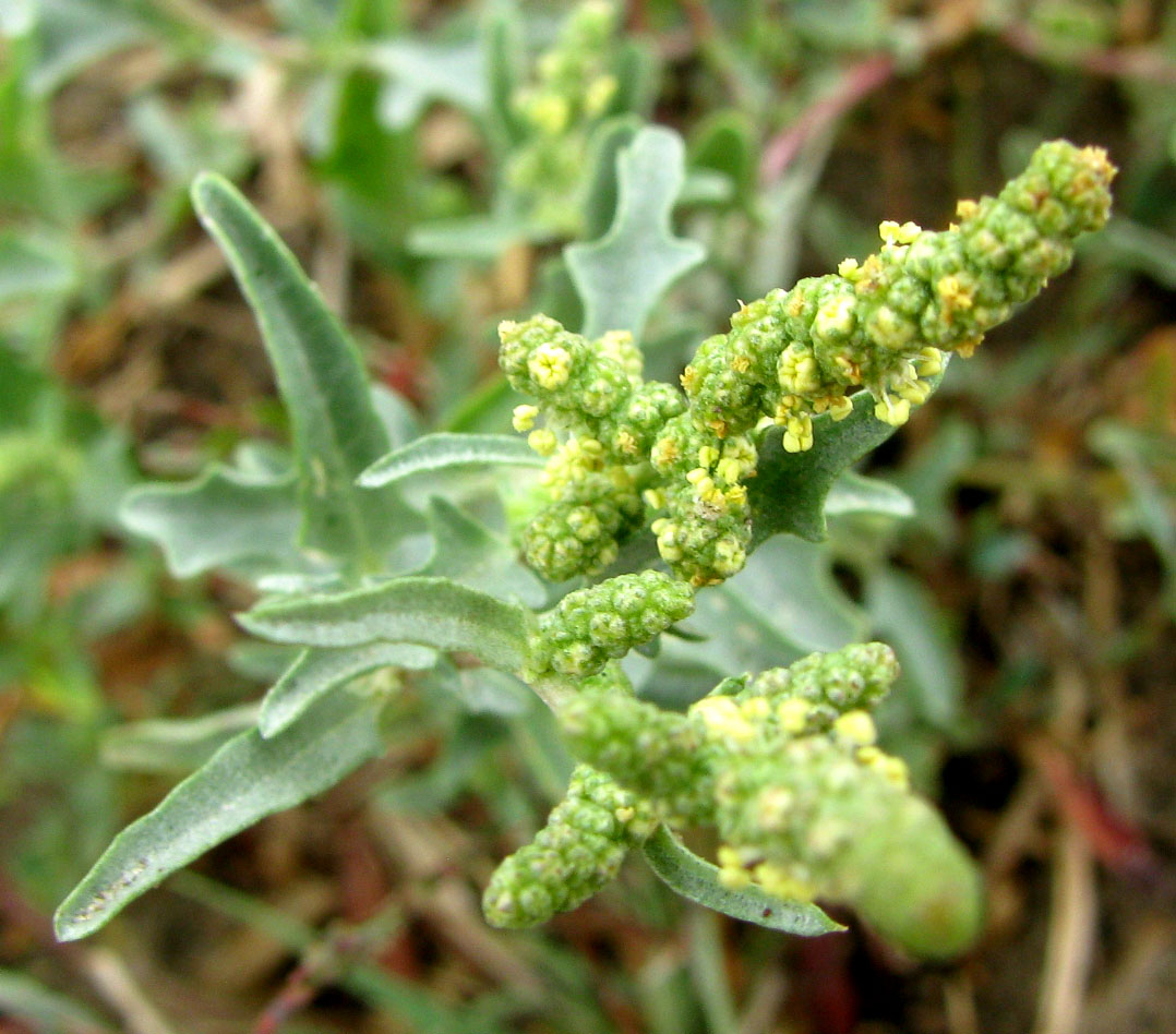 Image of Atriplex tatarica specimen.