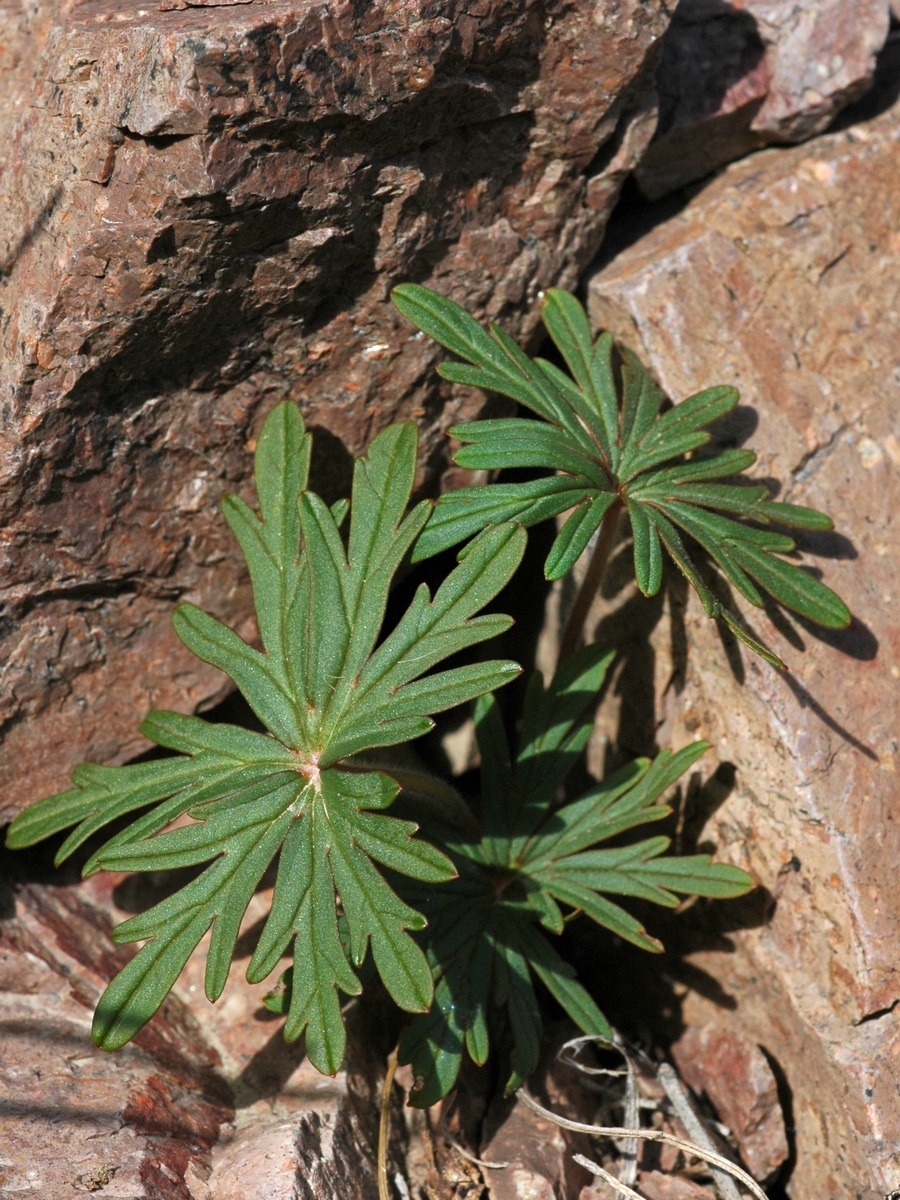 Image of Geranium transversale specimen.