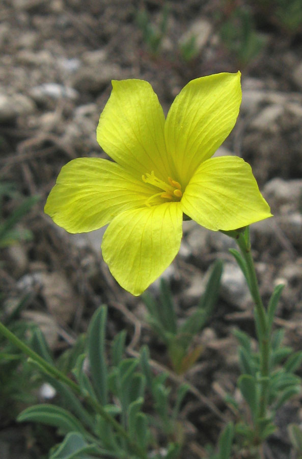 Изображение особи Linum tauricum.