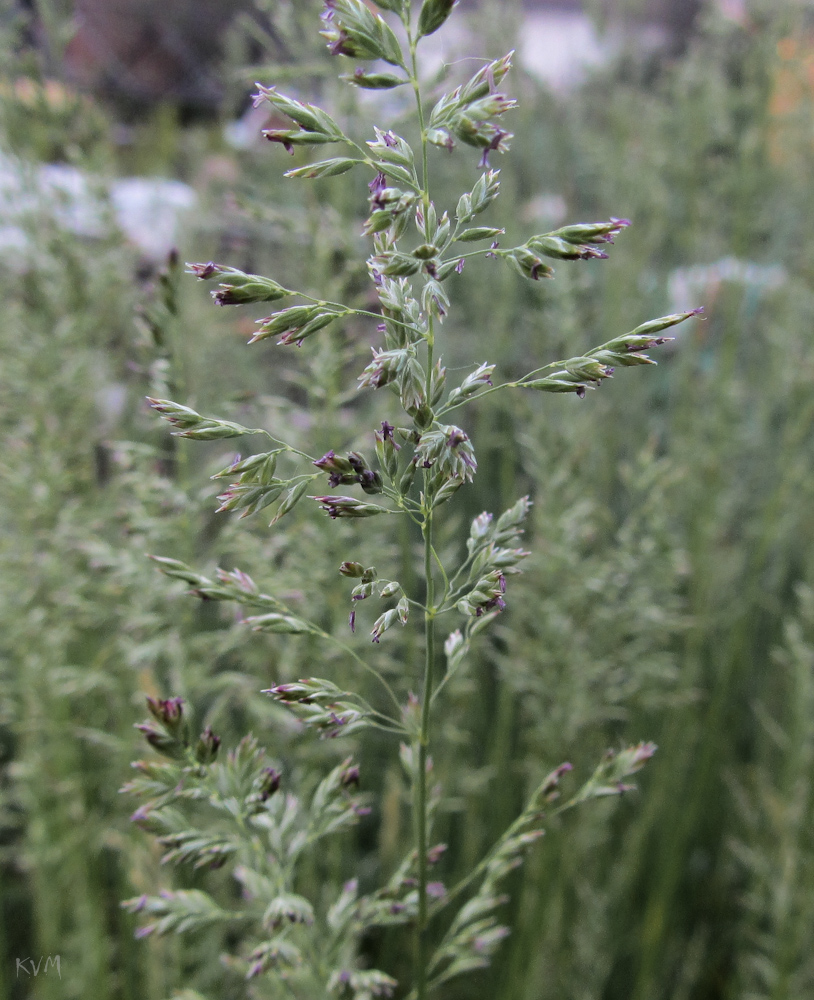 Image of genus Poa specimen.