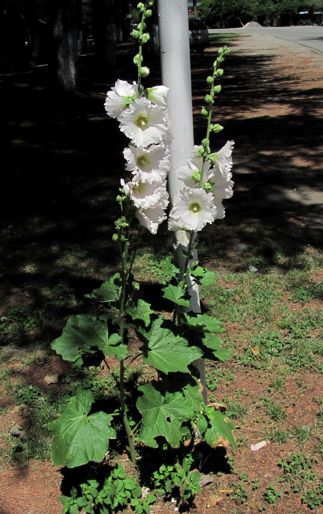 Image of Alcea rosea specimen.