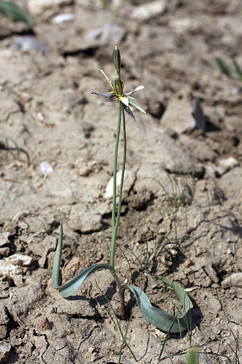 Изображение особи Tulipa bifloriformis.