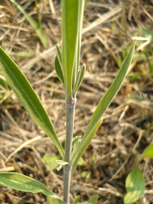 Image of Silene multiflora specimen.