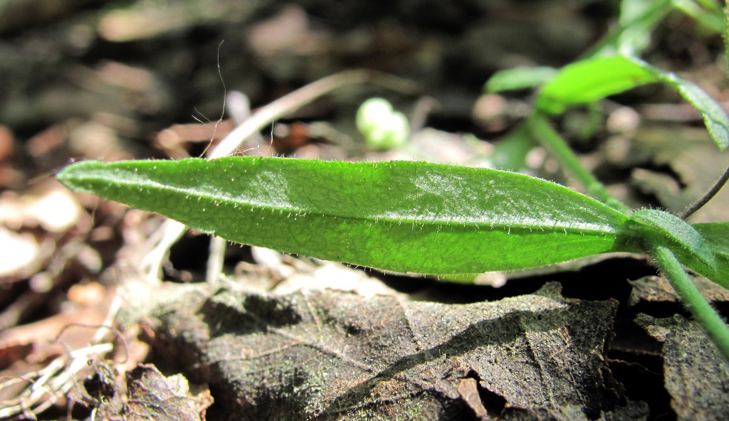 Image of Veronica scutellata specimen.