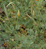 Eschscholzia californica