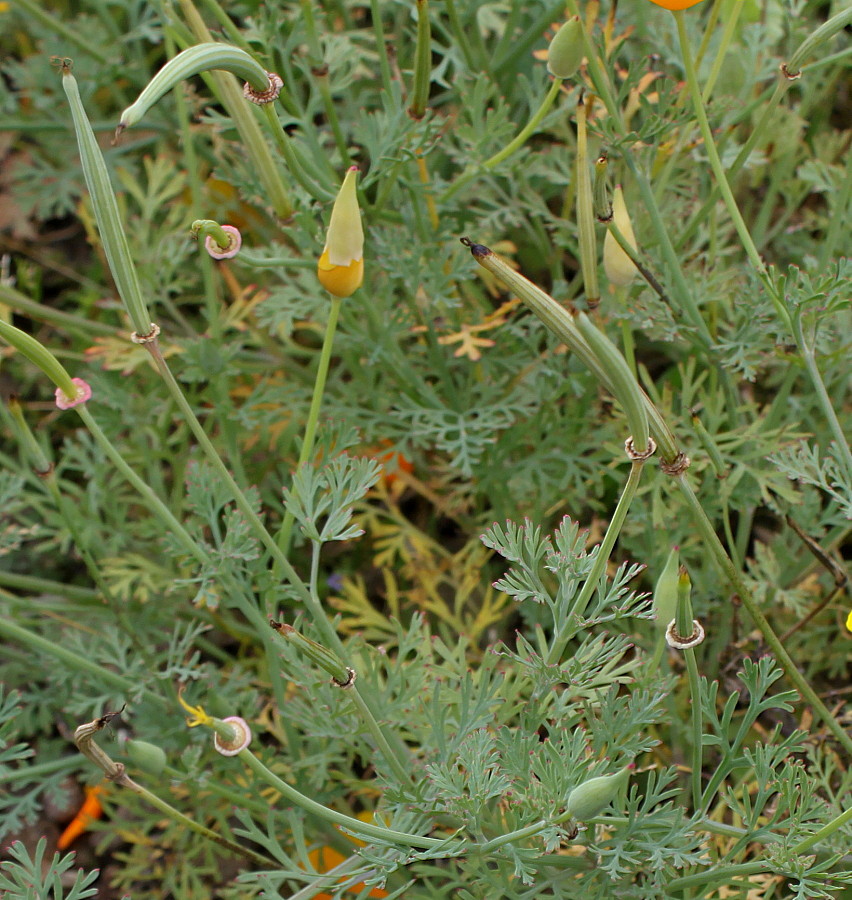 Изображение особи Eschscholzia californica.