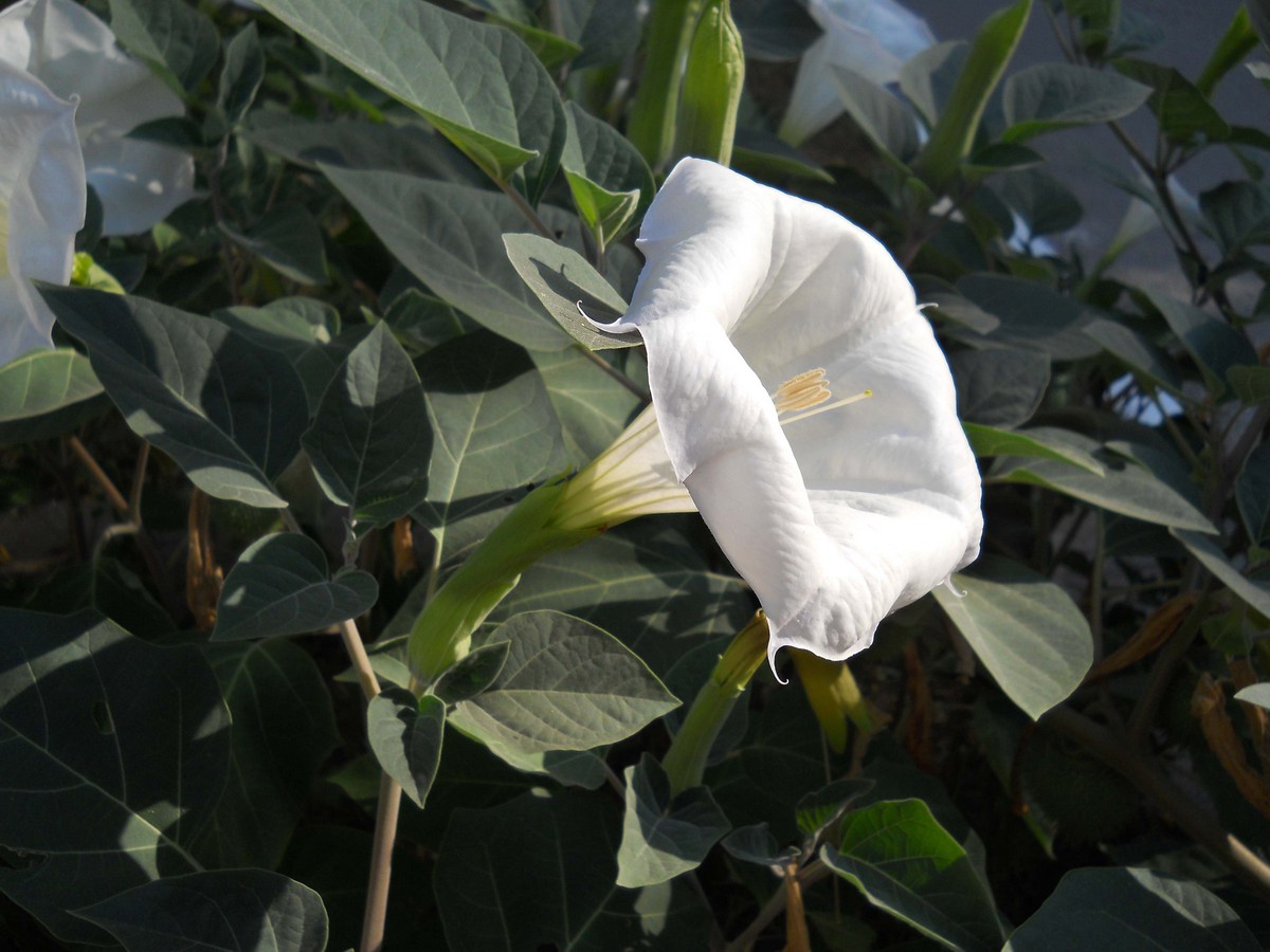 Изображение особи Datura innoxia.