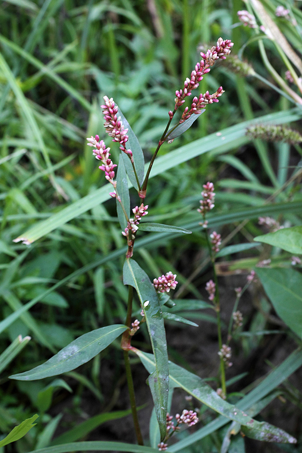 Изображение особи Persicaria &times; hervieri.