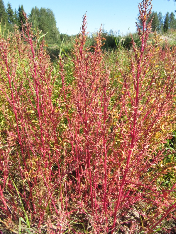 Image of Chenopodium album specimen.