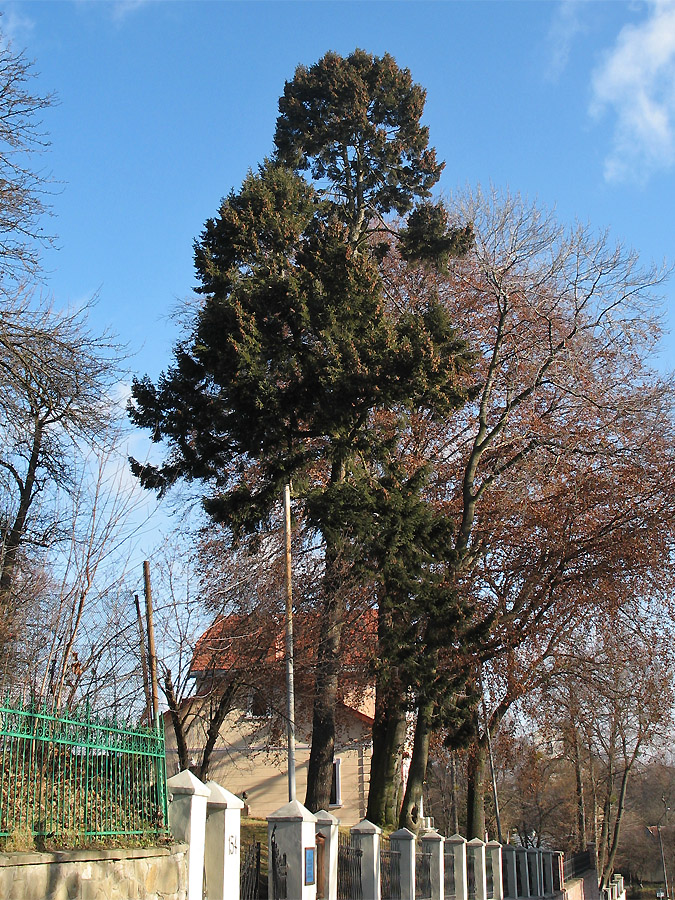 Image of Pseudotsuga menziesii specimen.