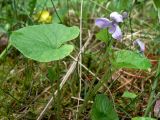 Viola epipsila. Цветущее растение. Свердловская обл., окр. г. Североуральск, южная окраина Колонгинского водохранилища, окраина болота. 03.06.2012.